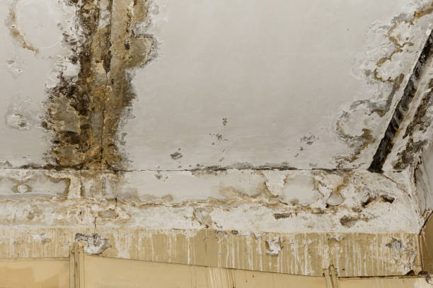 Best Mold Remediation for Healthcare Facilities  in Youngtown, AZ